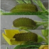 pol coelestinus larva7 volg1